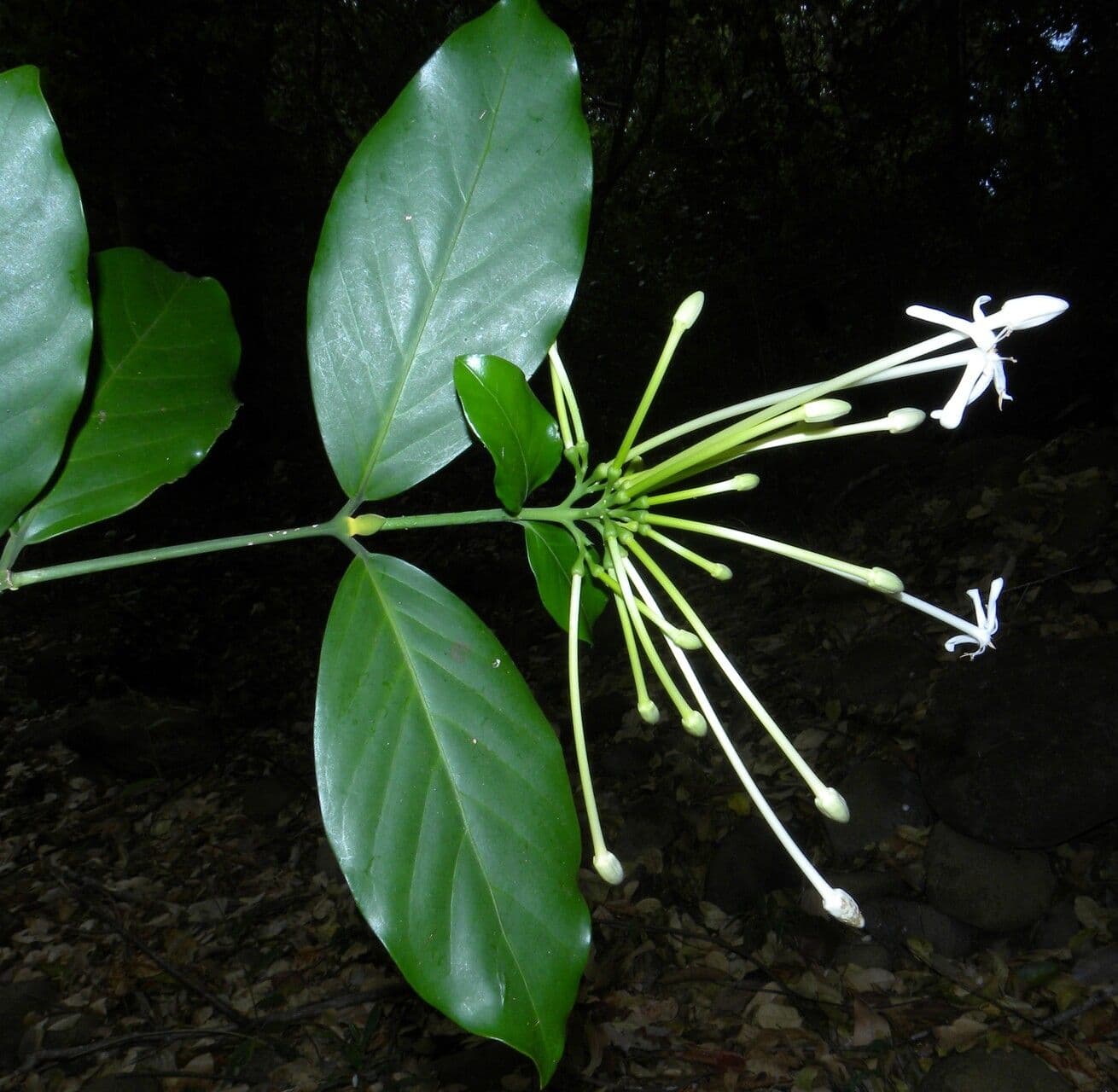 Posoqueria latifolia 11