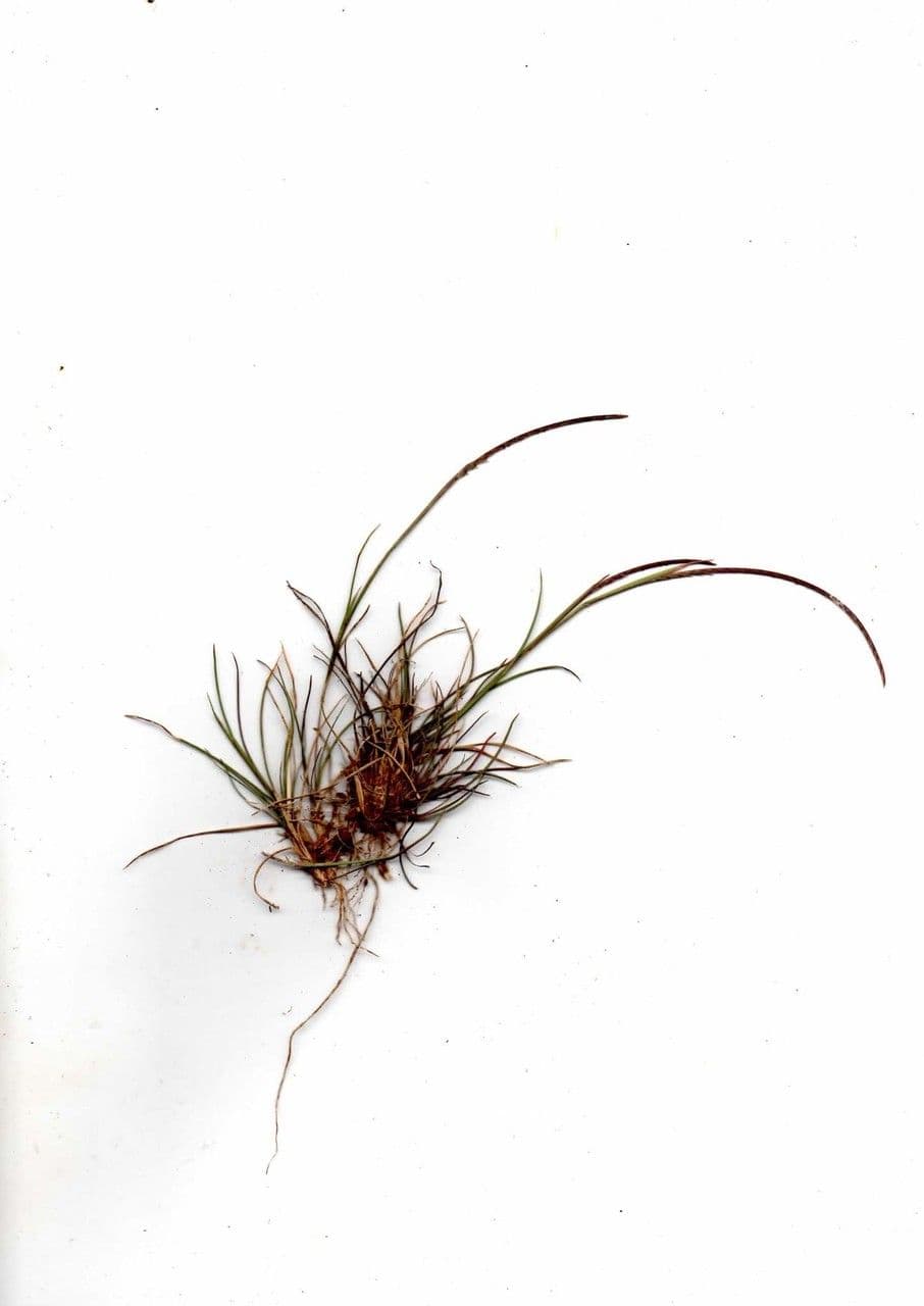 Microchloa 15