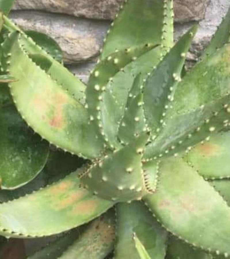 Aloe aculeata 2