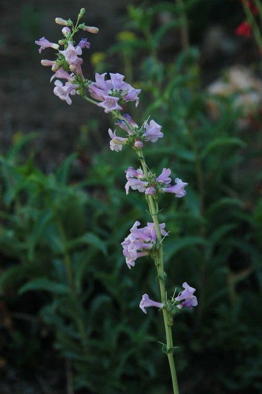 Penstemon 4