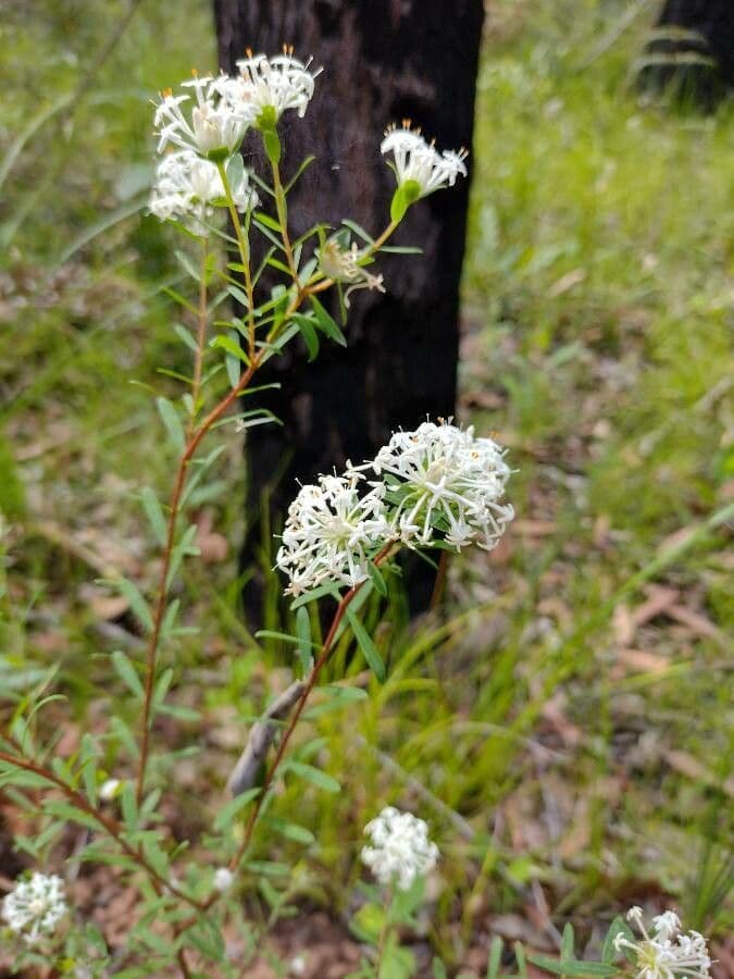 Leinblättrige Pimelea 7