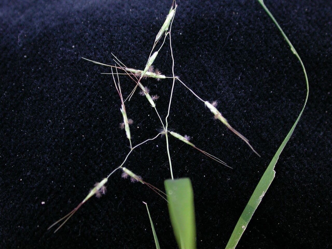 Capillipedium 2