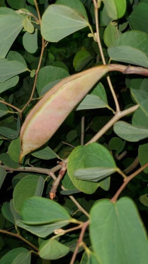 Bauhinia galpinii 2