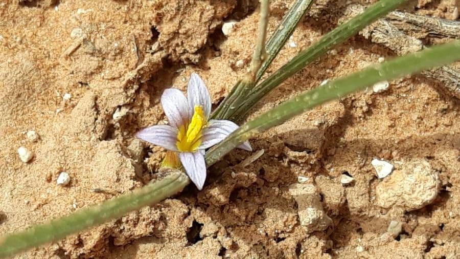 Romulea bulbocodium 13