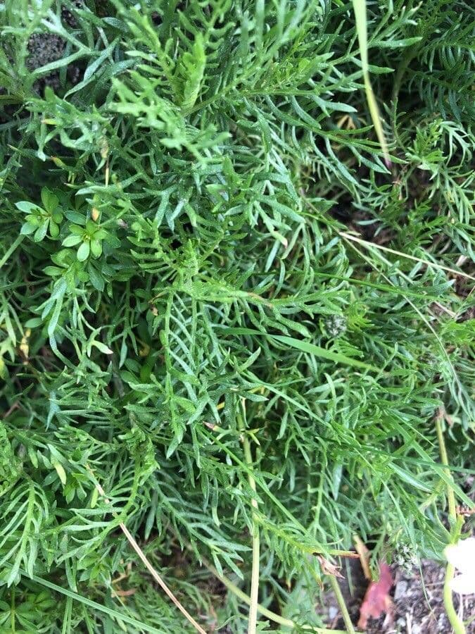 Achillea erba-rotta 15