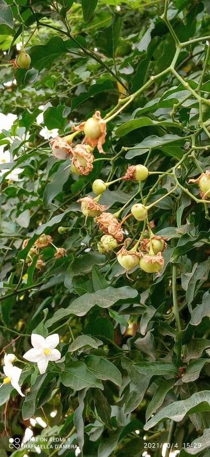 Solanum laxum 5