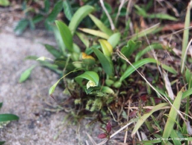 Bulbophyllum 12
