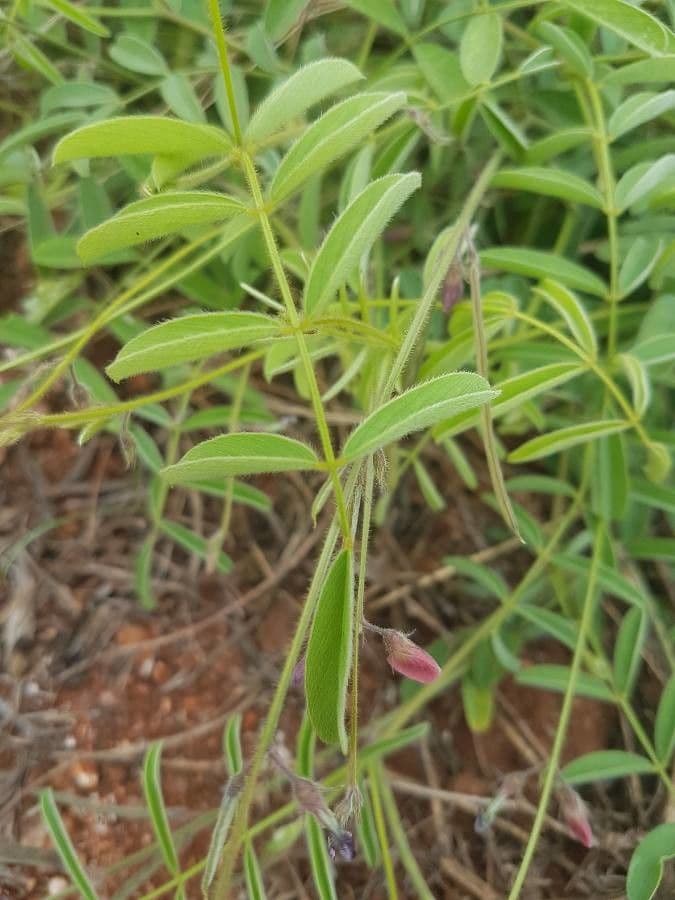 Cleome 6