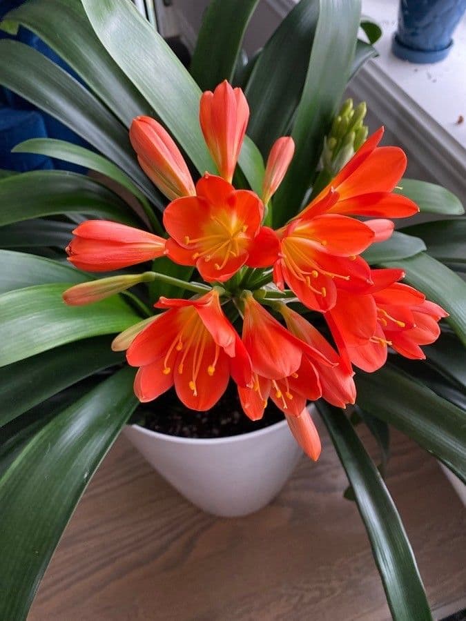 Clivia 21