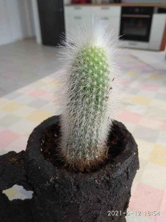 Espostoa lanata 4