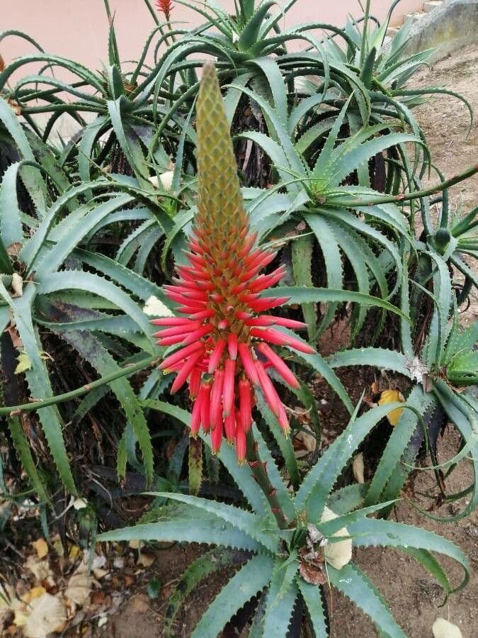 Baum-Aloe 6