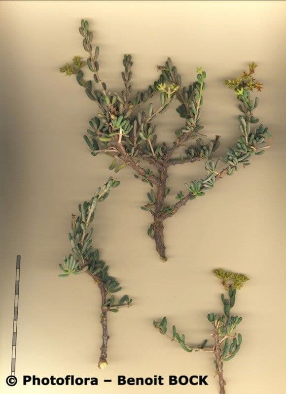Gymnocarpos 22