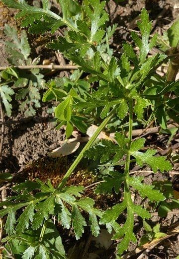 Polytaenia nuttallii 8