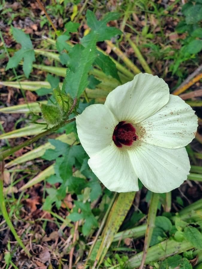 Hibiscus à aiguillons 6
