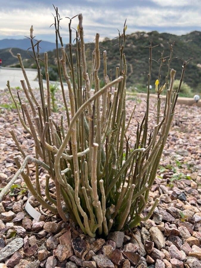 Kandelaber-Blume 16