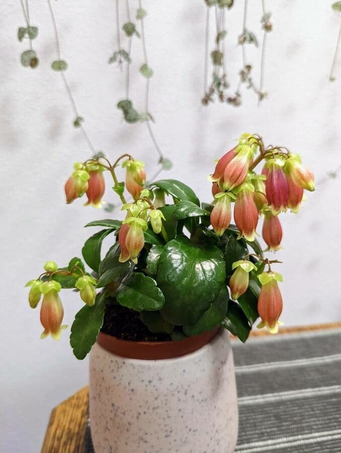 Kalanchoe 9