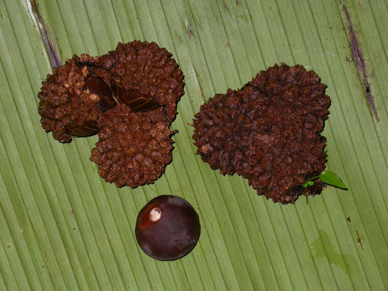 Manicaria saccifera 4