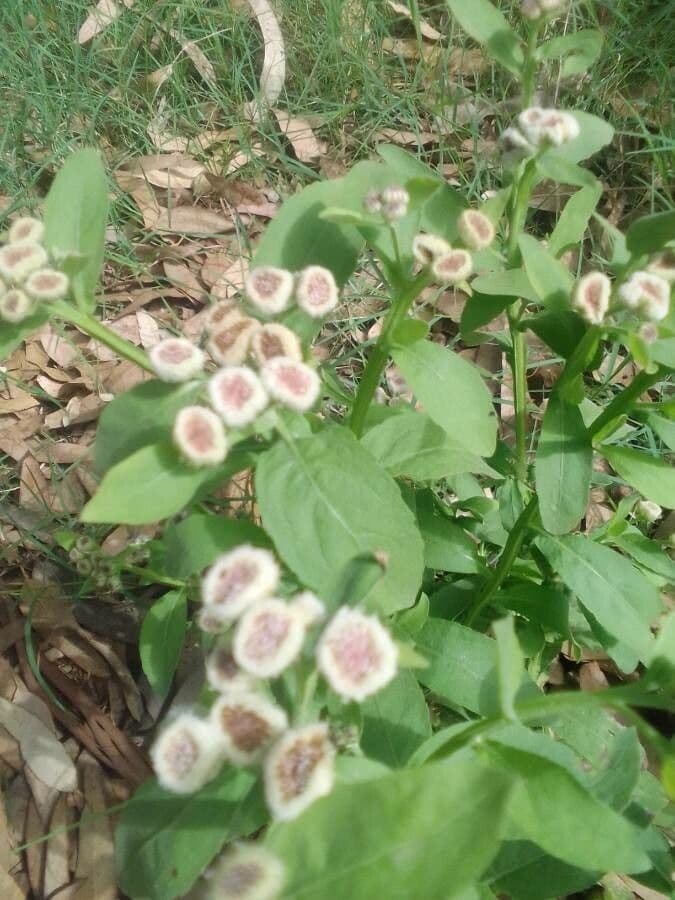 Pluchea alata 13