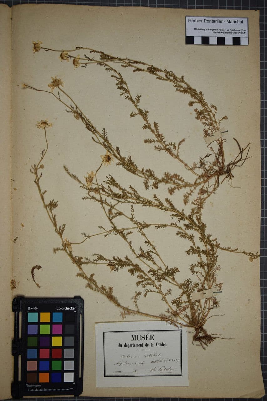 Camomilla romana 40