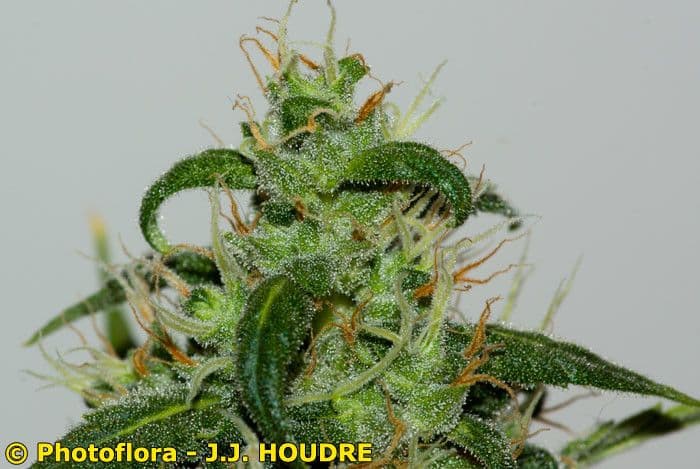 Canapa 27