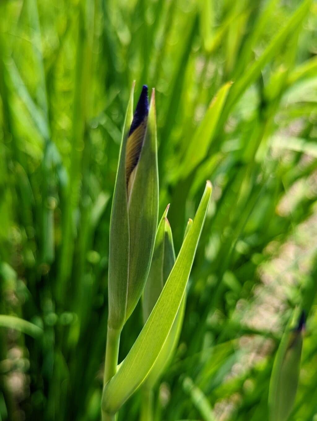 Iris 8