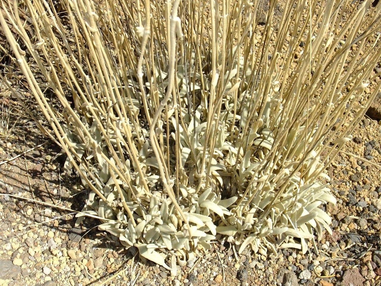 Sideritis 2