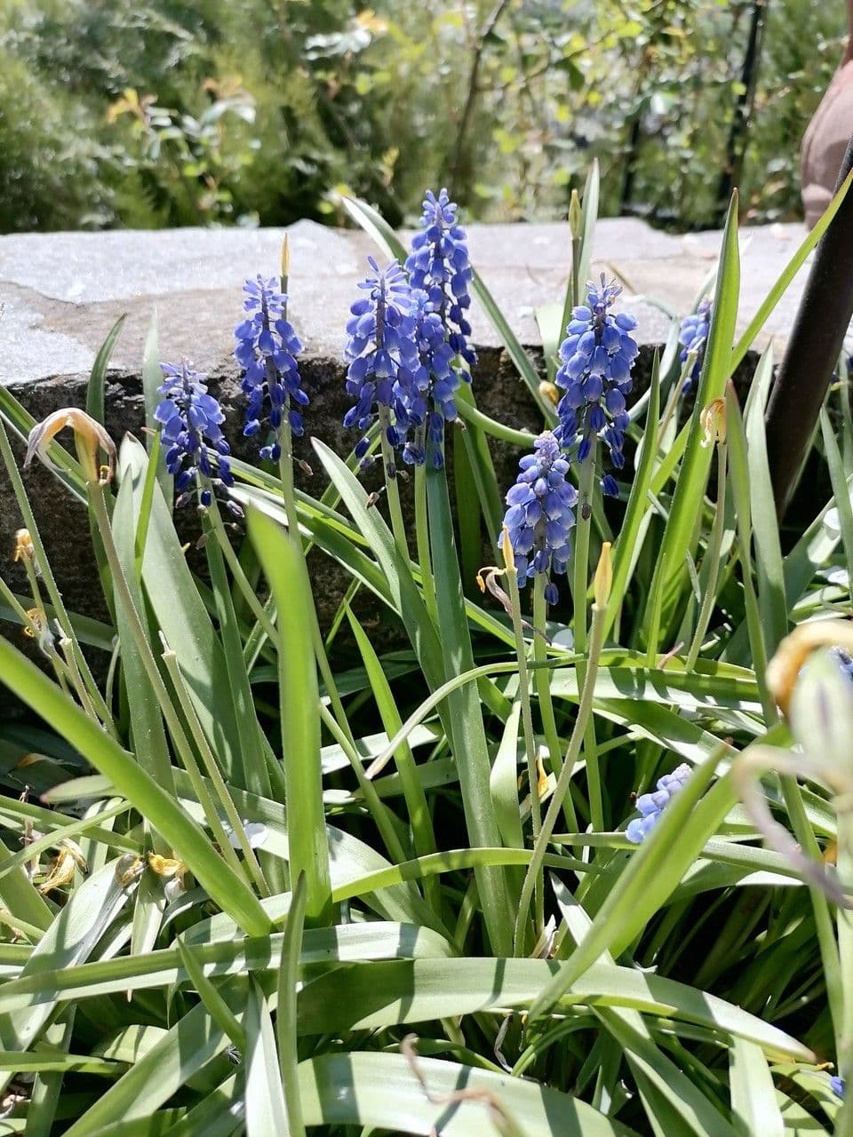 Muscari armeniaco 16