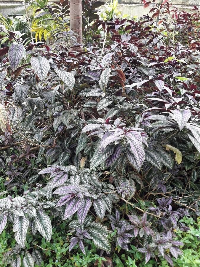 Strobilanthes 7