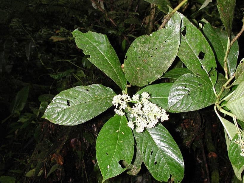 Palicourea 22