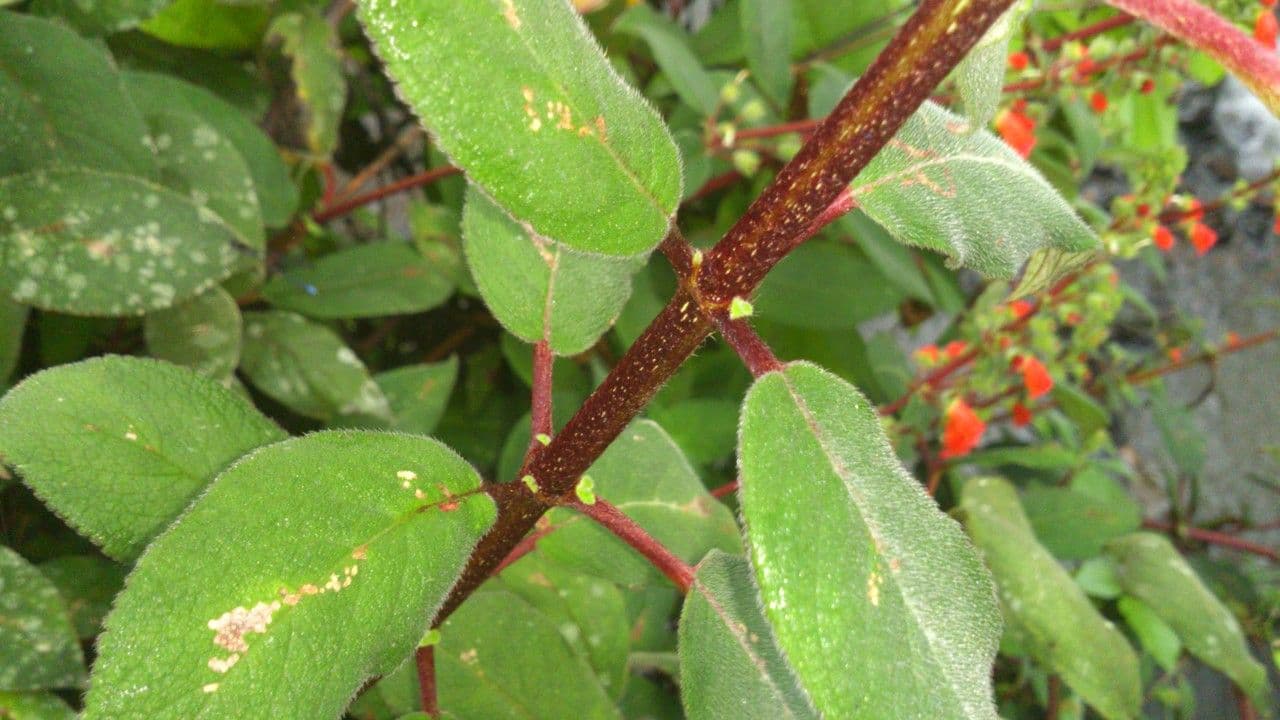 Kohleria spicata 14
