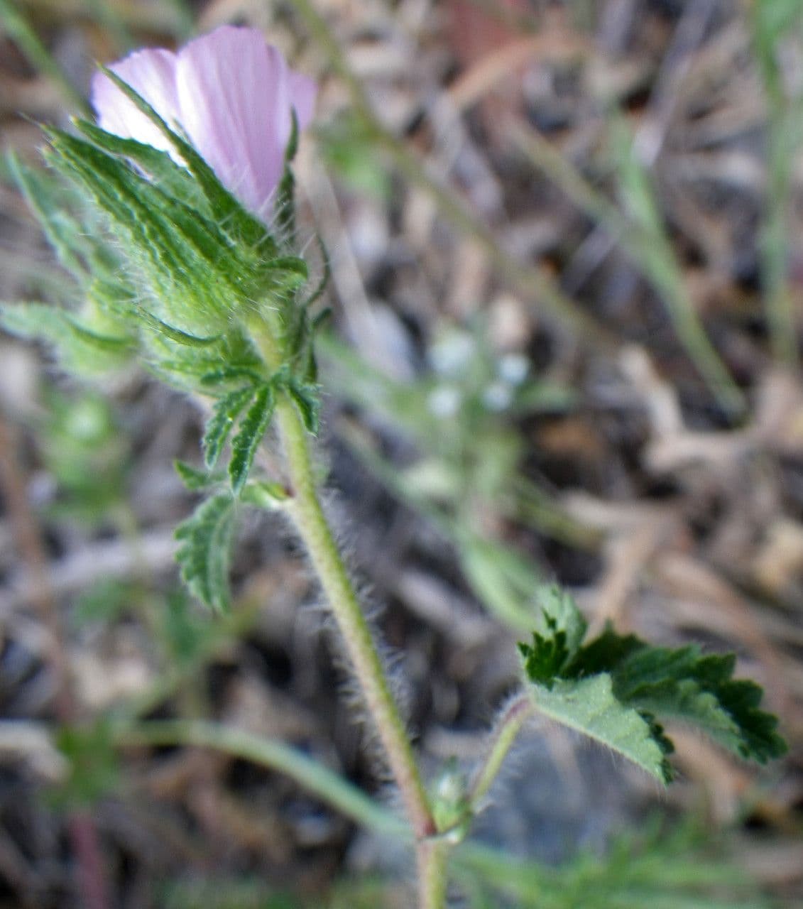 Malva di Creta 8