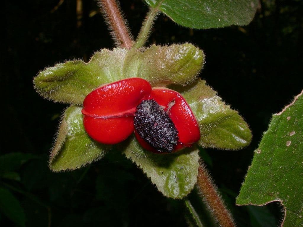 Drymonia alloplectoides