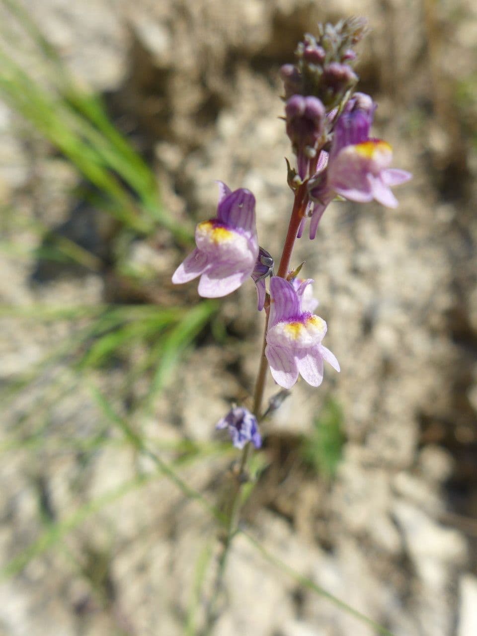 Linaria strisciante 8