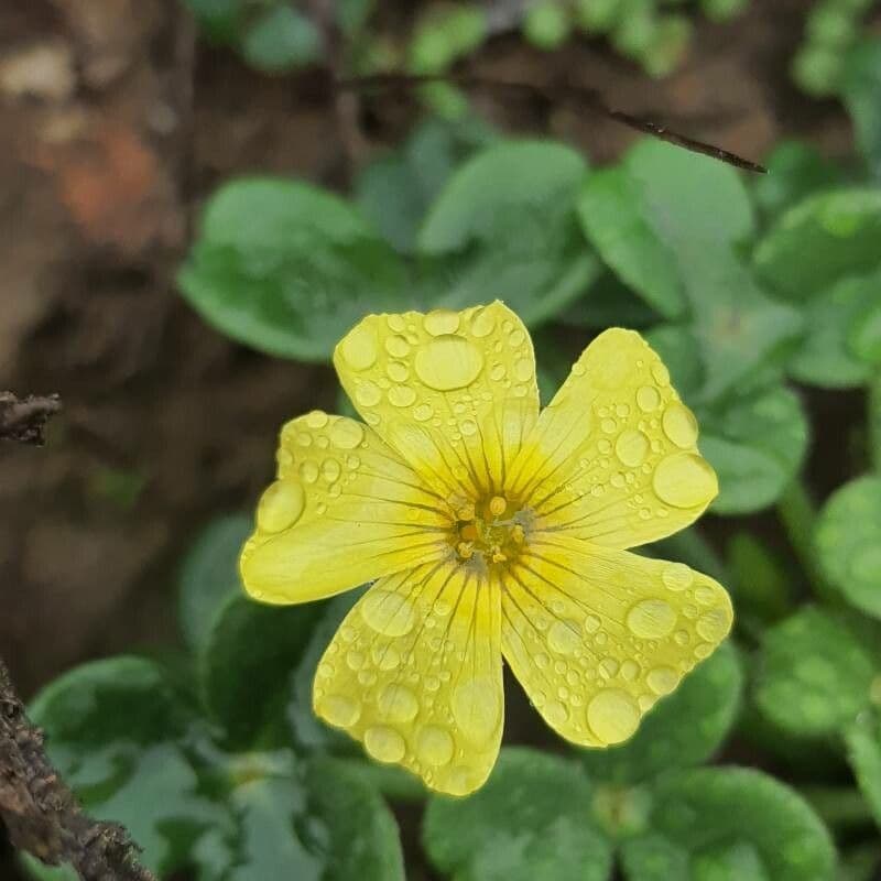 Acetosa 2