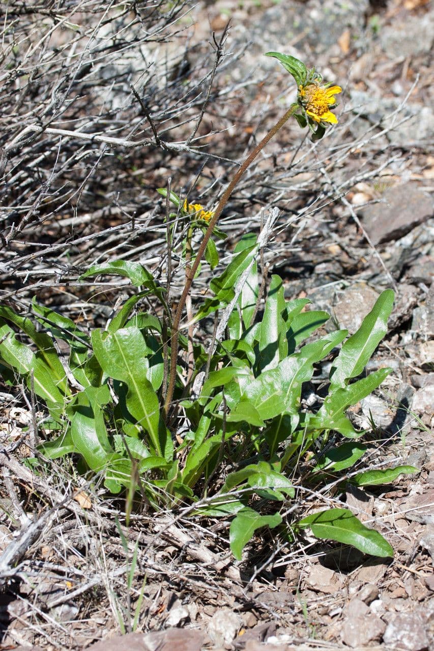 Helianthella 7