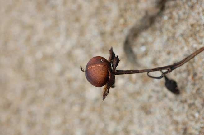 Campanella piede di capra 3