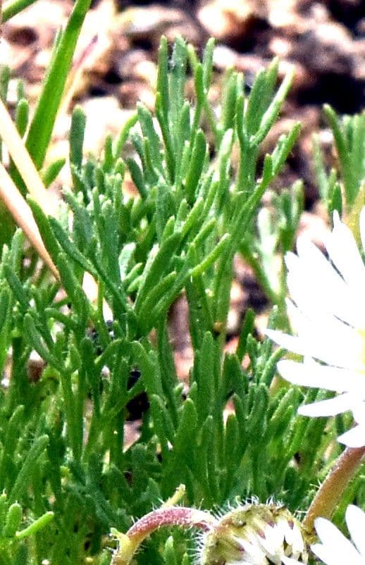 Erigeron composto 15