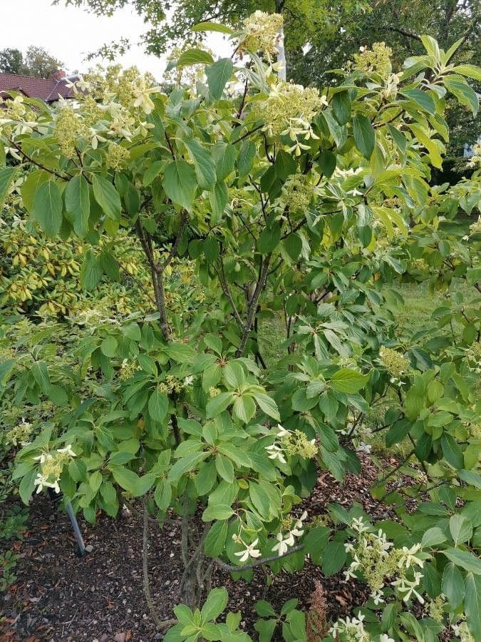 Cornus 2