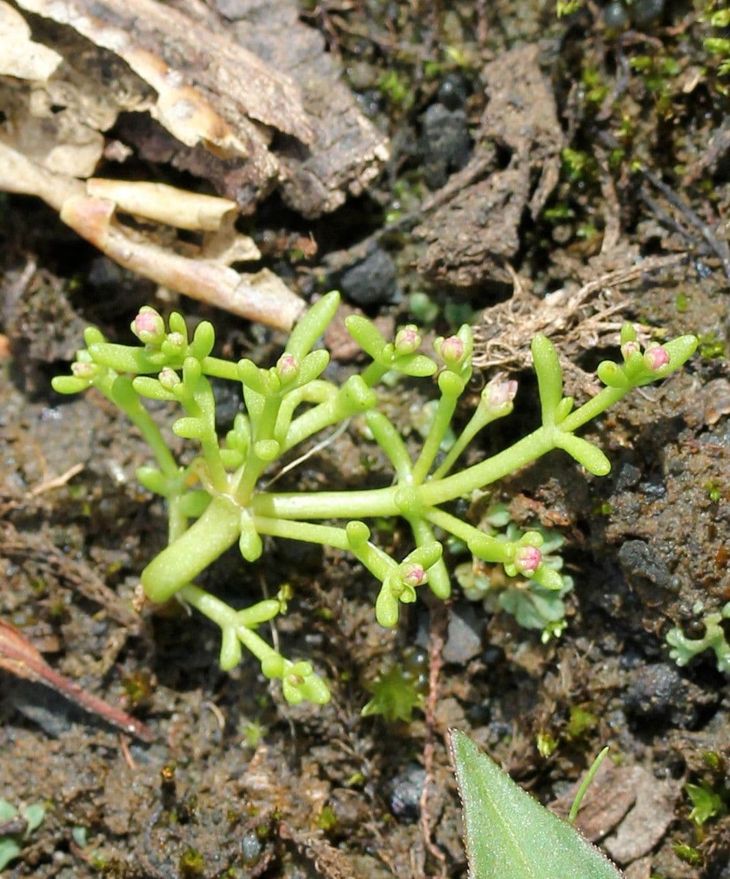 Felsenfetthenne 13