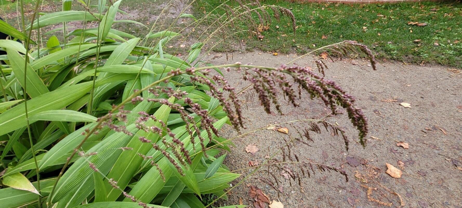 Setaria palmata 4