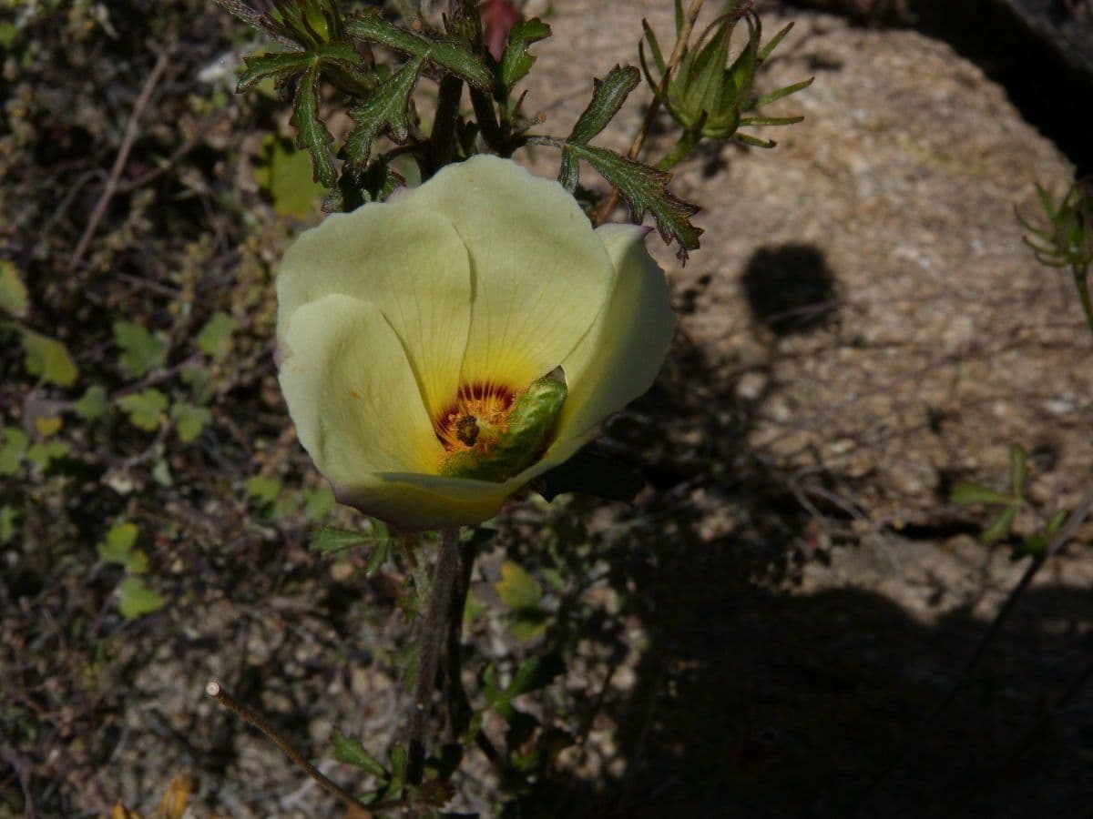 Ibisco 2