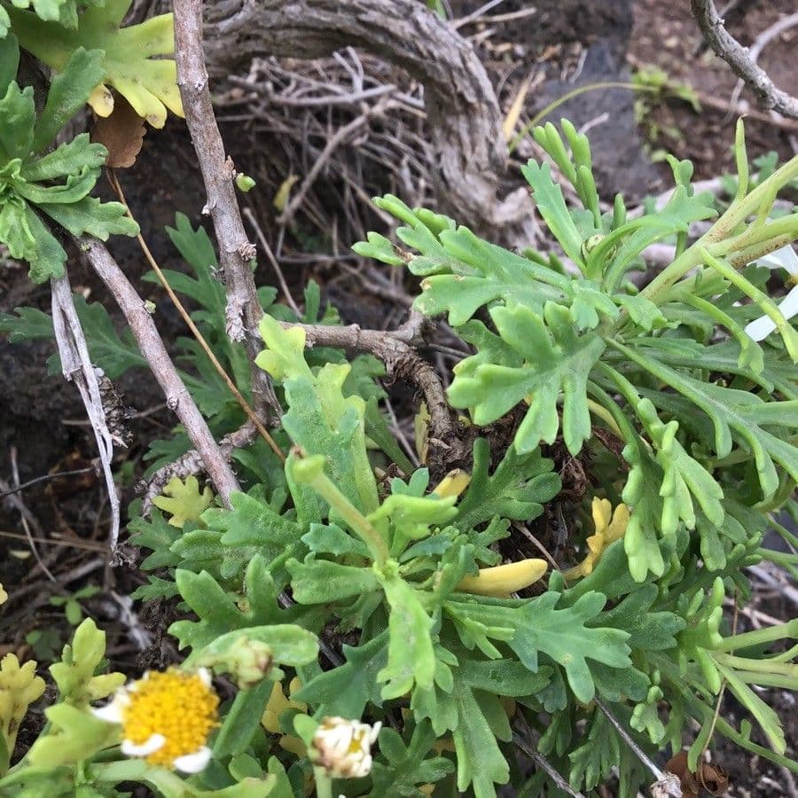 Argyranthemum 8
