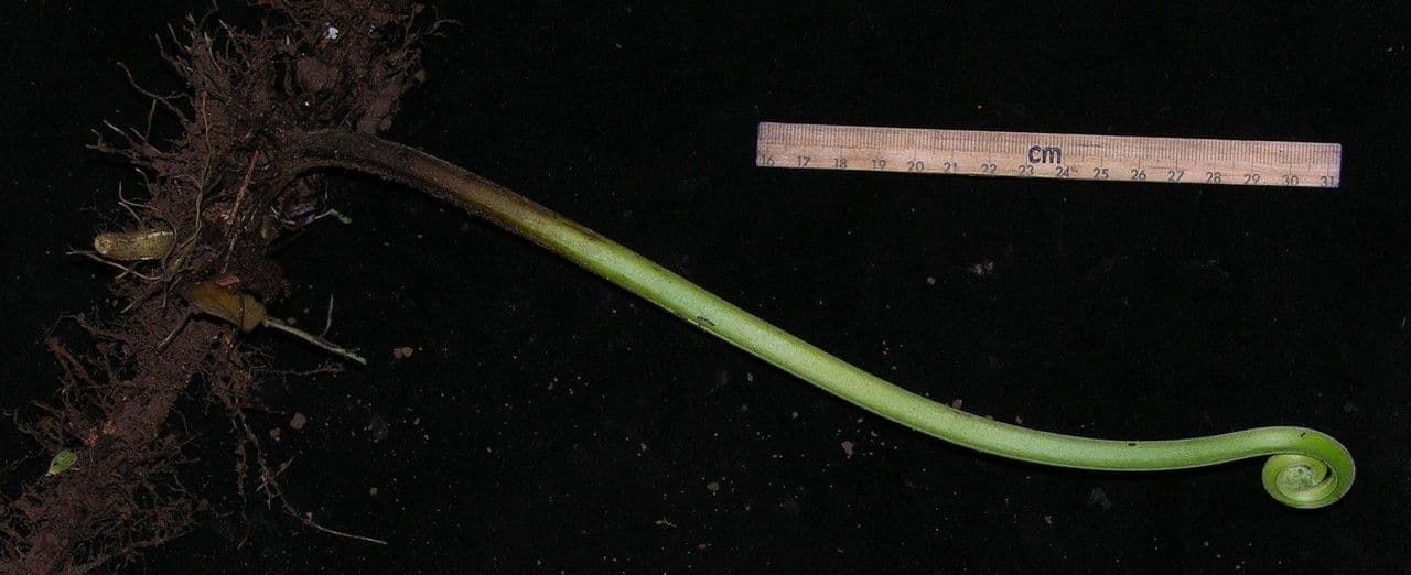 Tropischer Duftfarn 12