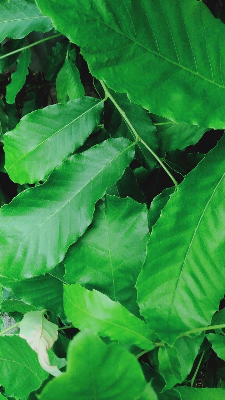 Quercia 4