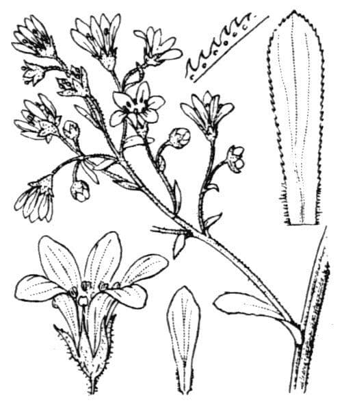 Sassifraga cotiledone 24