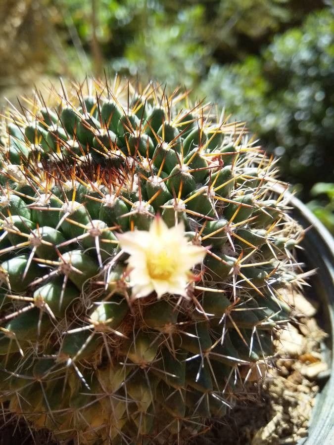 Mammillaria uncinata 20