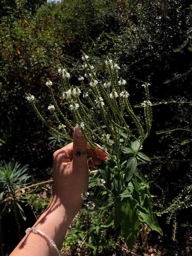 Verbena orticifolia 8
