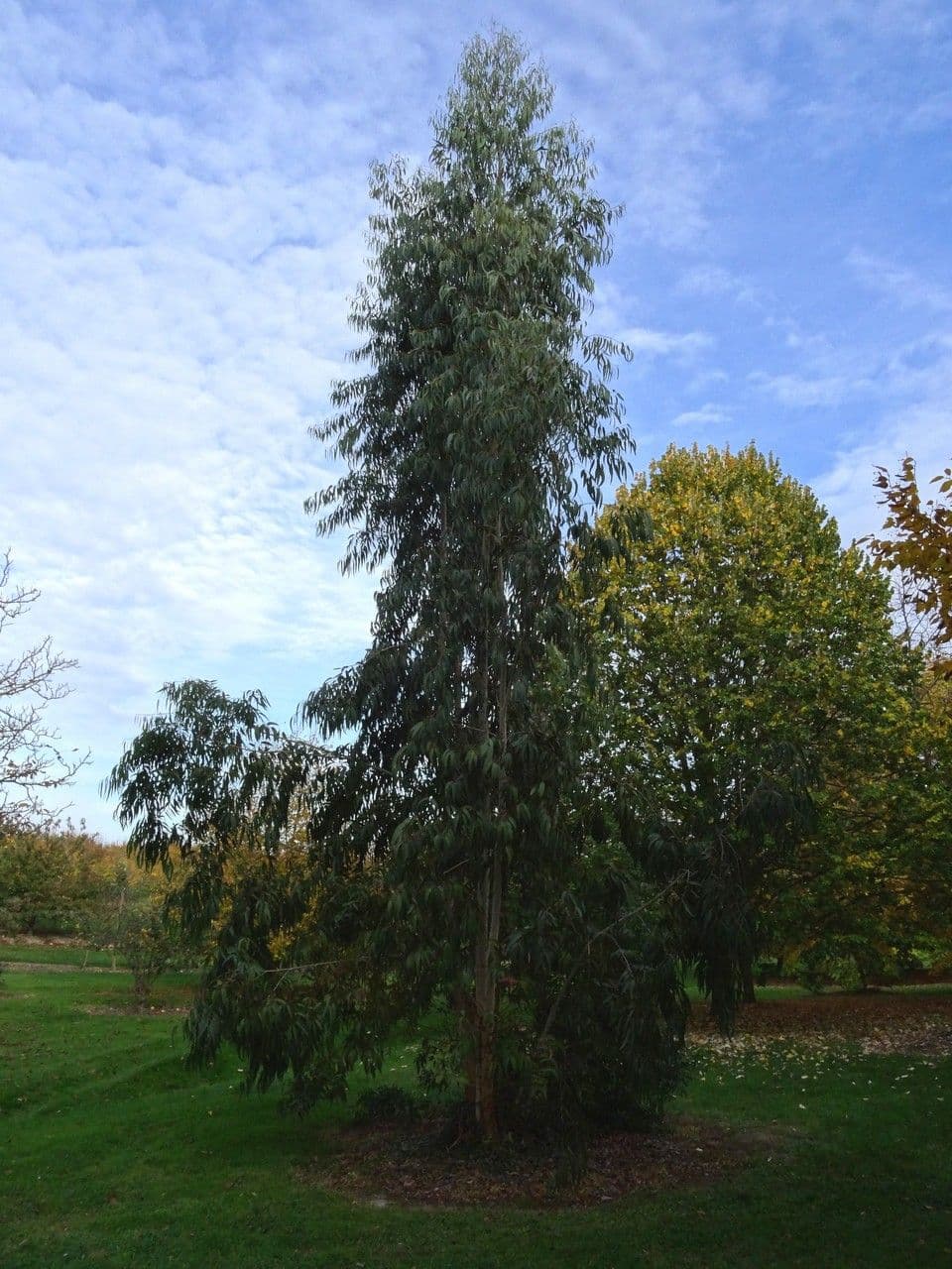 Schmuck-Eukalyptus 2