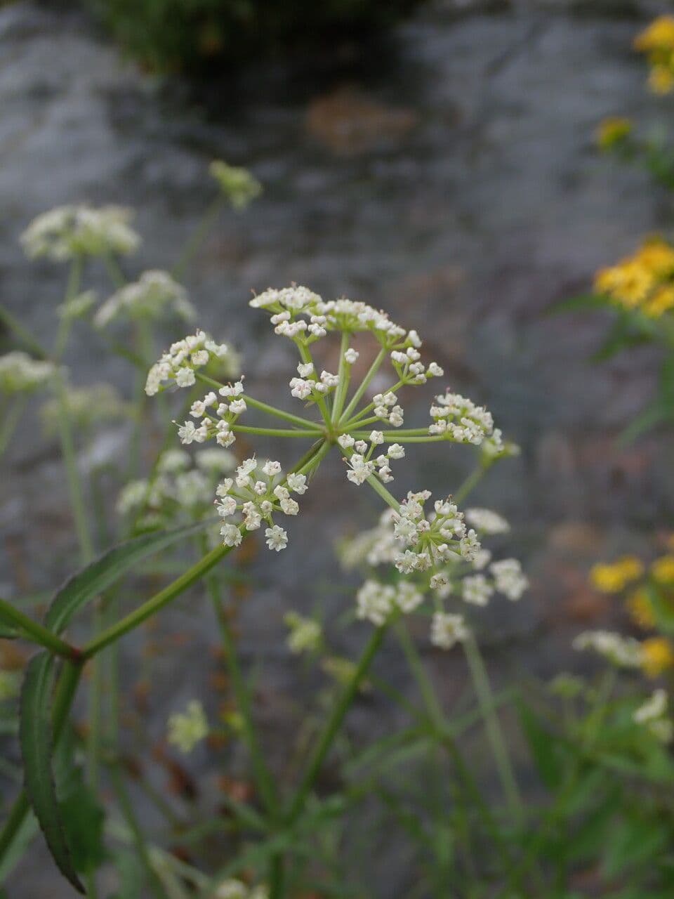 Oenanthe de Java 3