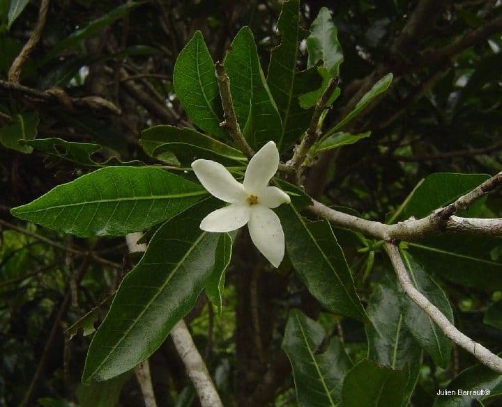 Gardenia 8